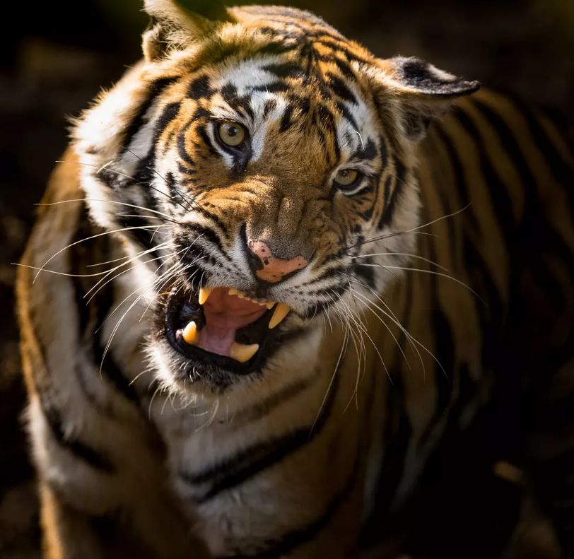 塞内加尔强势马赛，布鲁诺绝境逆转的简单介绍