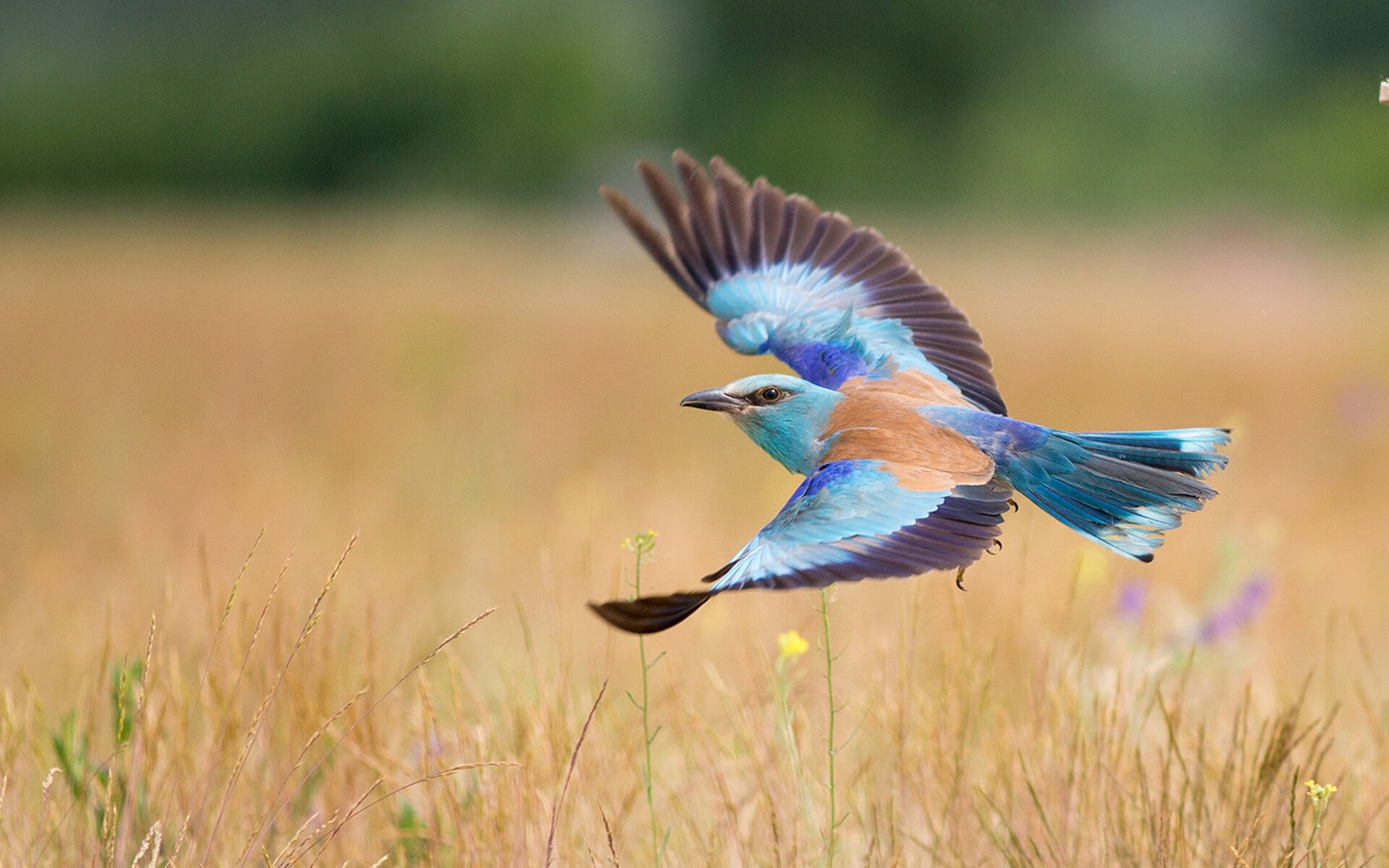 阿尔瓦雷斯雨中爆发，比利亚雷亚尔争冠战的心墙与伊拉克的来信