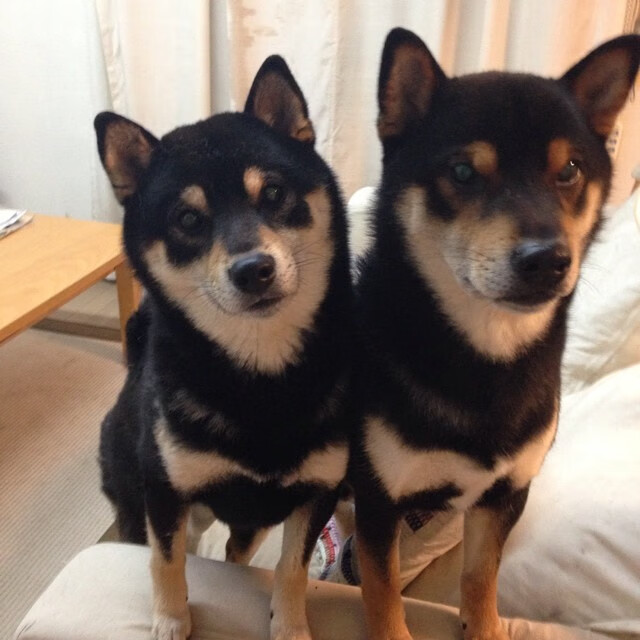 独舞与交响，久保建英的魔法如何让安哥拉防线沦为孤独的背景