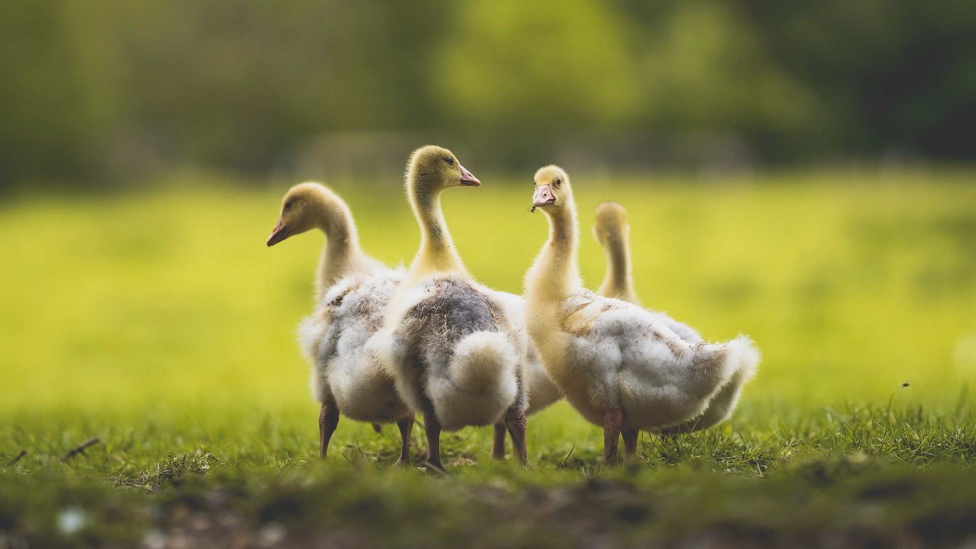 步行者淘汰太阳晋级，贝恩F1街道赛强势接管