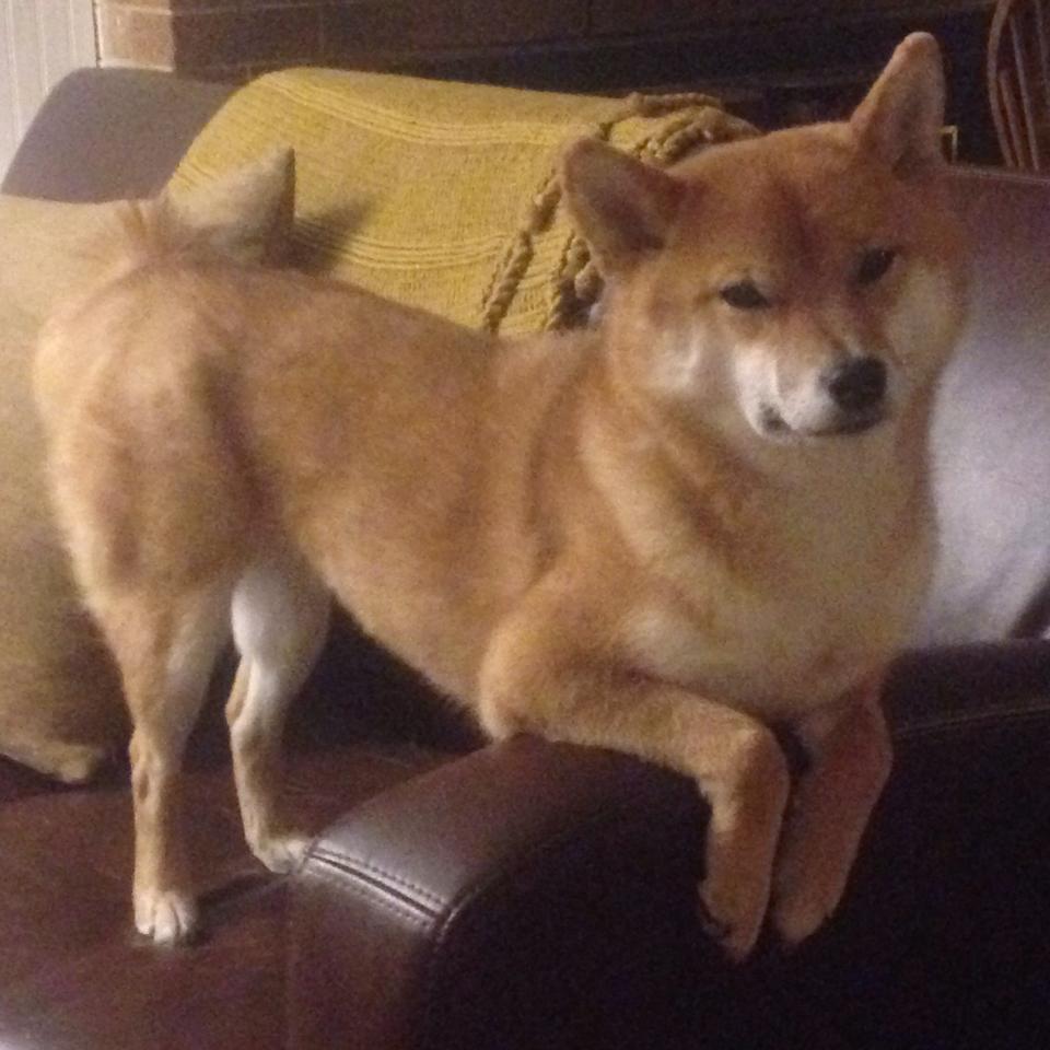 杜兰特关键先生本色尽显,新疆队火力压制76人获胜