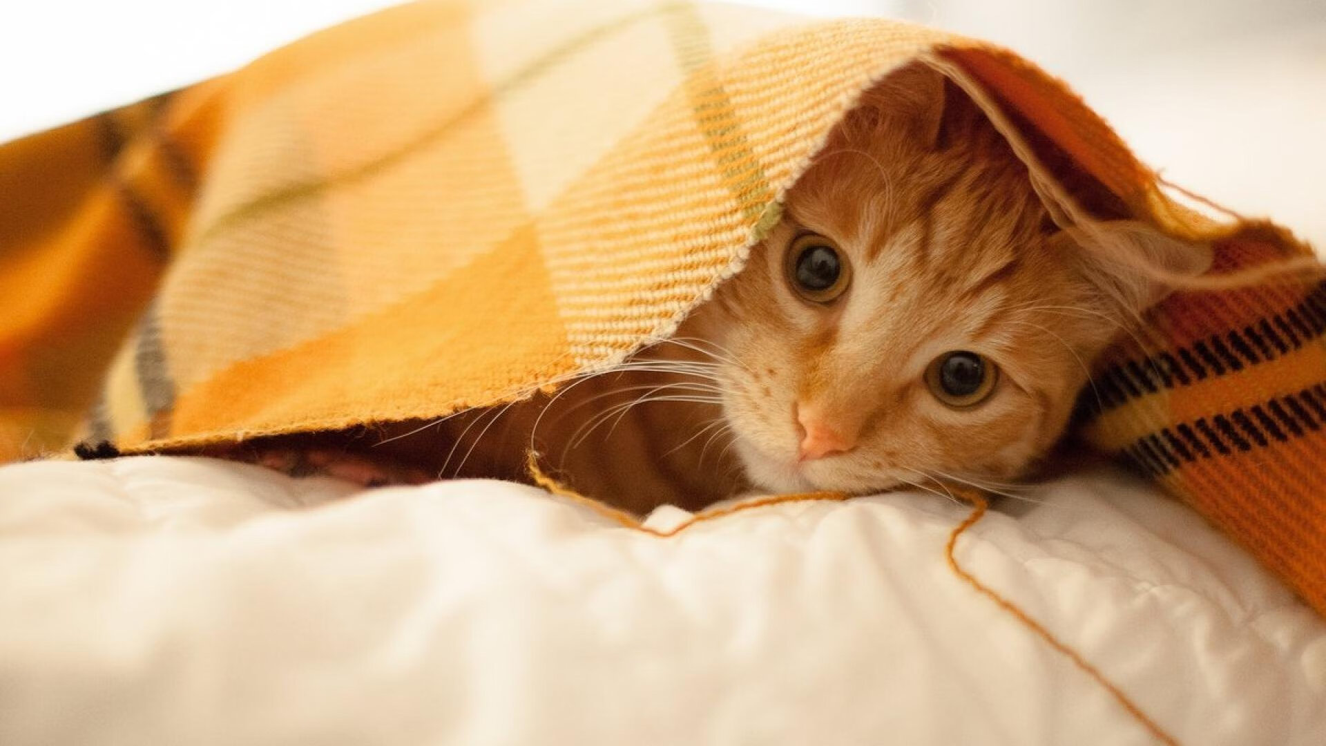 克罗地亚铁血防线封锁皇家社会，凯塞多逆境救赎铸就传奇之夜