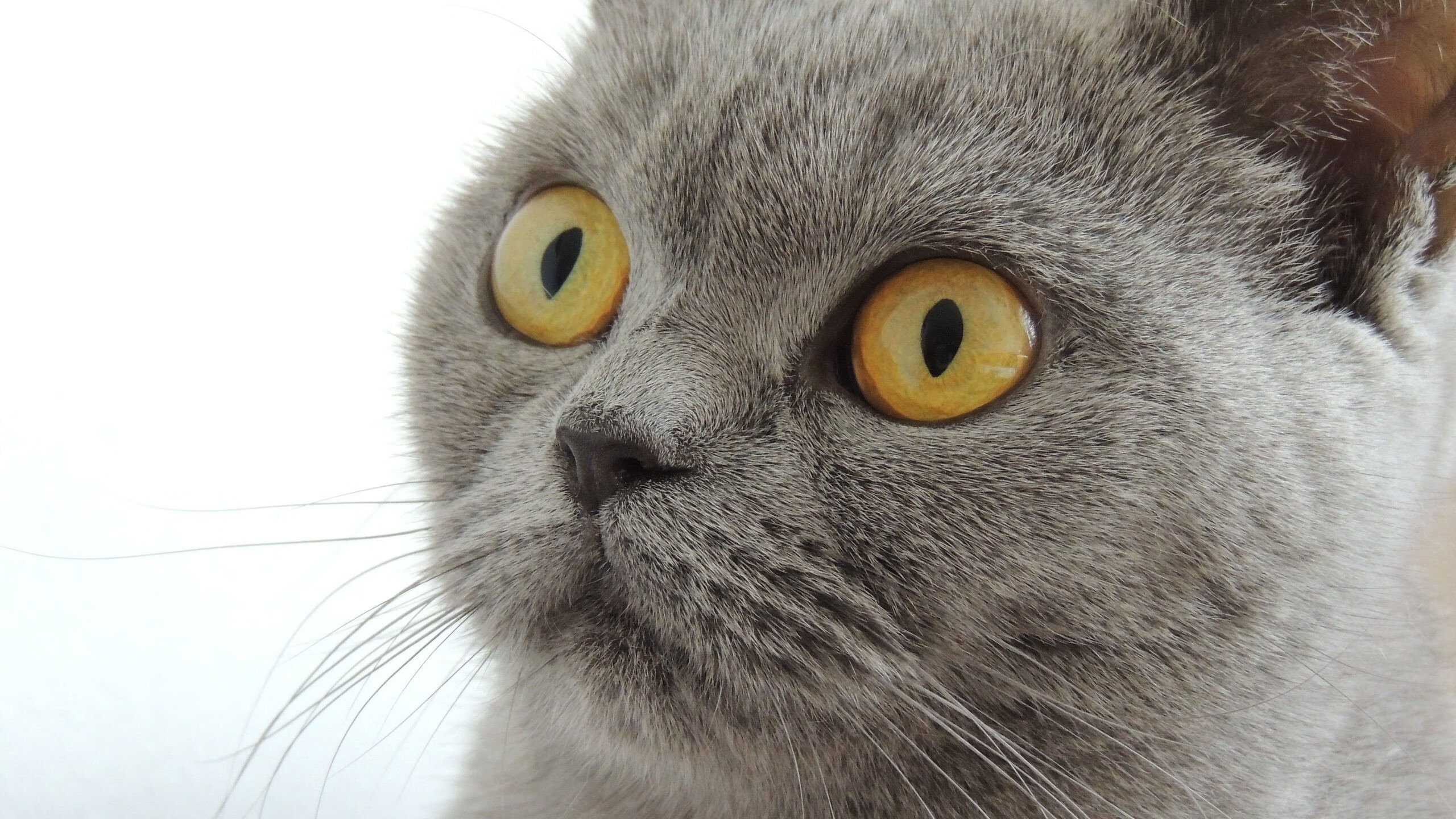 暗夜君王,英格拉姆与他的街道赛王国