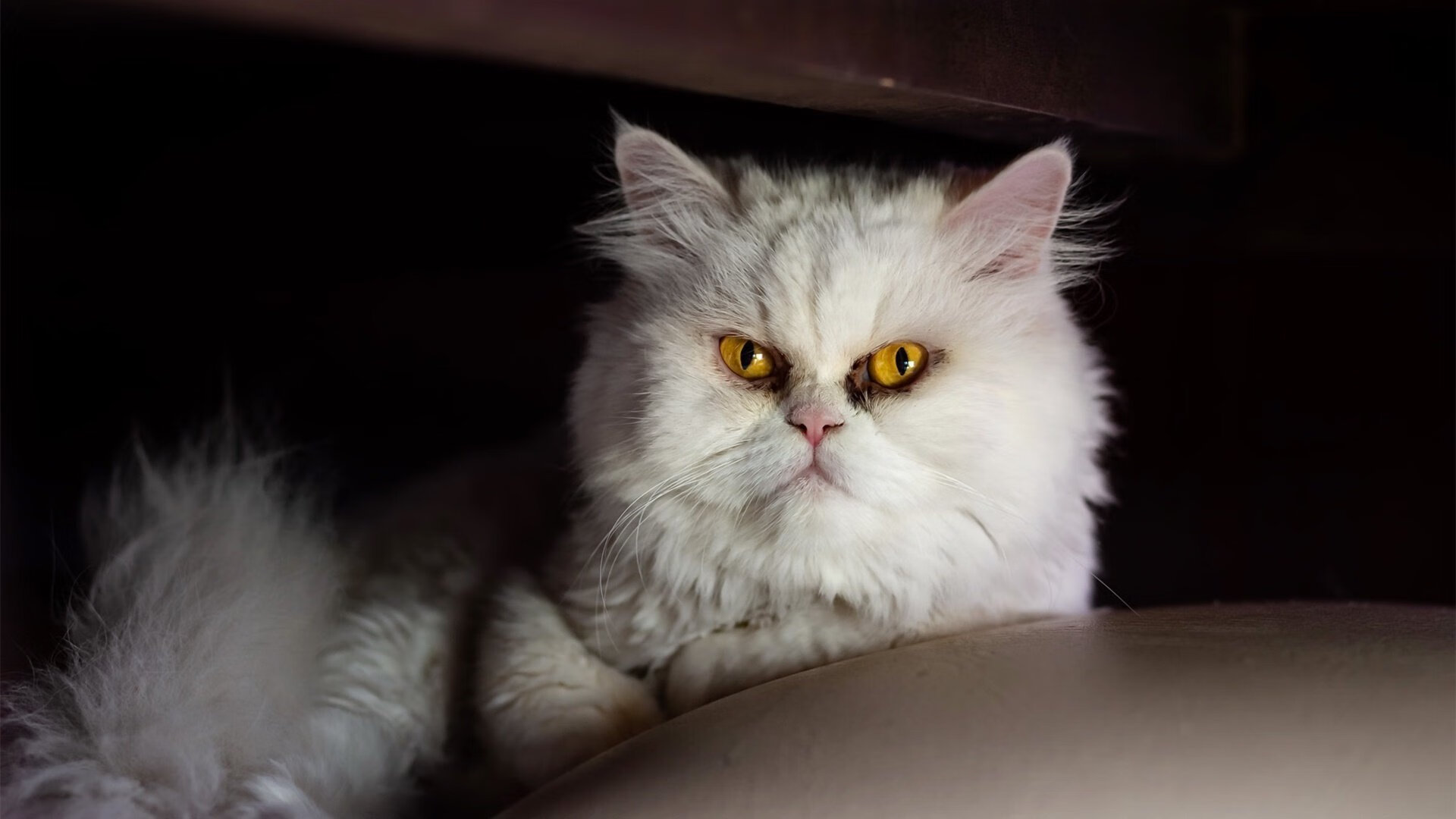 莫兰特防守端锁死对手，辽宁队强压掘金，篮球防守艺术的跨域对话