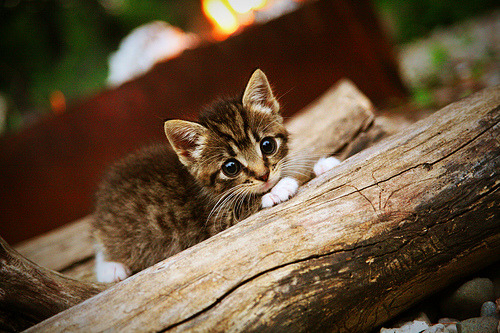 当新生代席卷亚平宁，贝林厄姆的轰鸣与那不勒斯的铁蹄