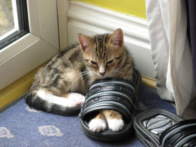 当蜂群遇上赛道，拉梅洛·鲍尔如何用篮球智慧引擎制动掘金？