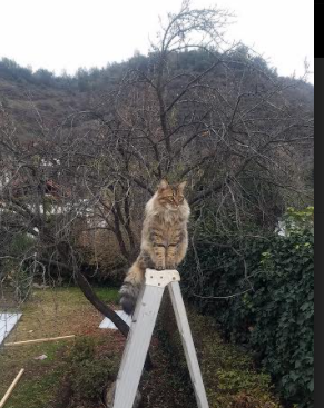 奥斯梅恩天神下凡！伊拉克加时鏖战力克挪威，沙漠雄狮咆哮欧洲