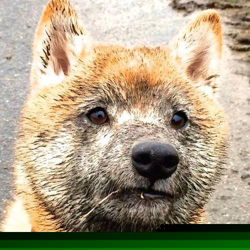 火力全开！布克定海神针，掘金全面碾压浙江队取关键胜利