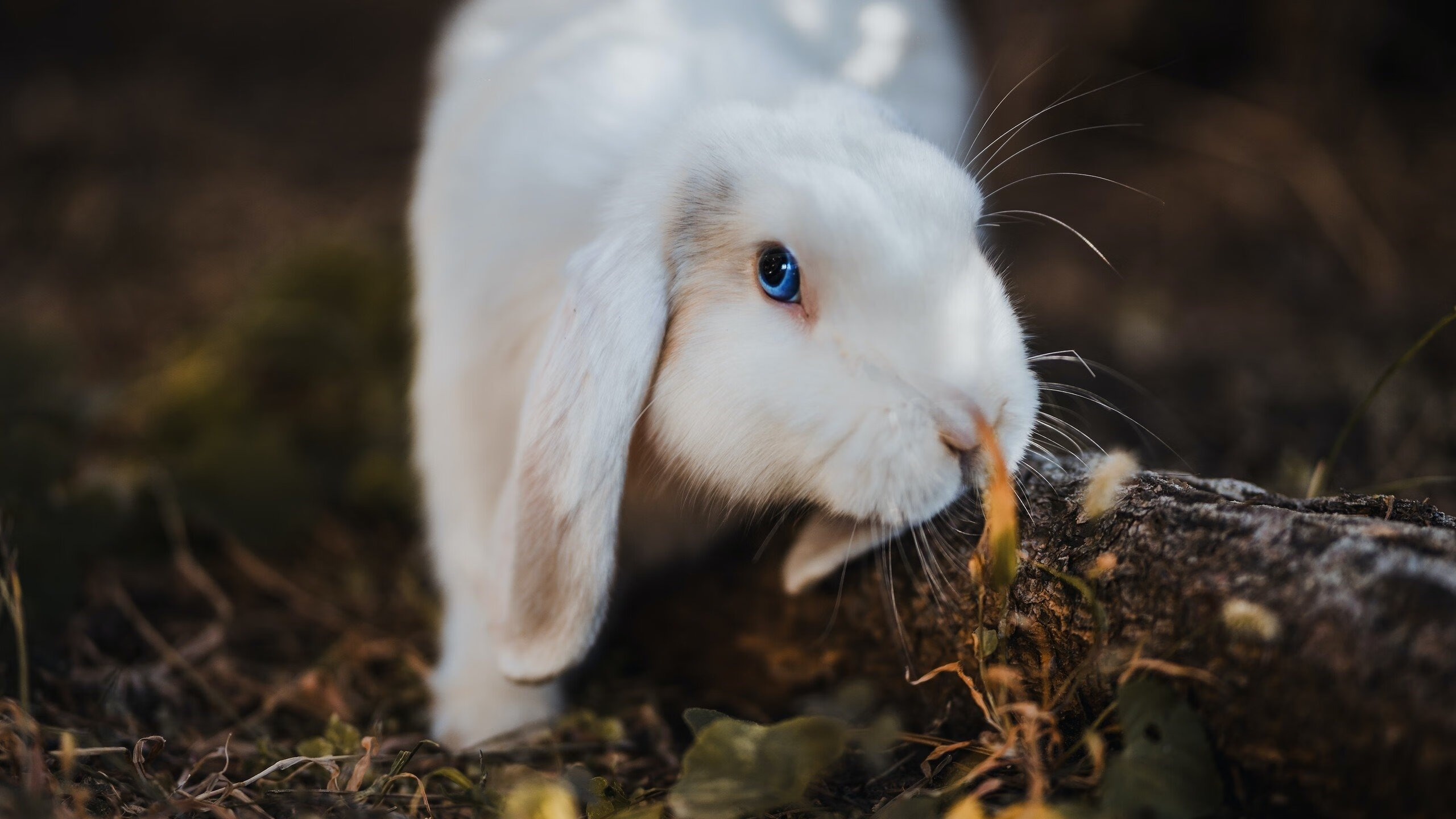 格列兹曼利刃出鞘持续制造杀伤,法国战车高效运转碾碎亚特兰大防线