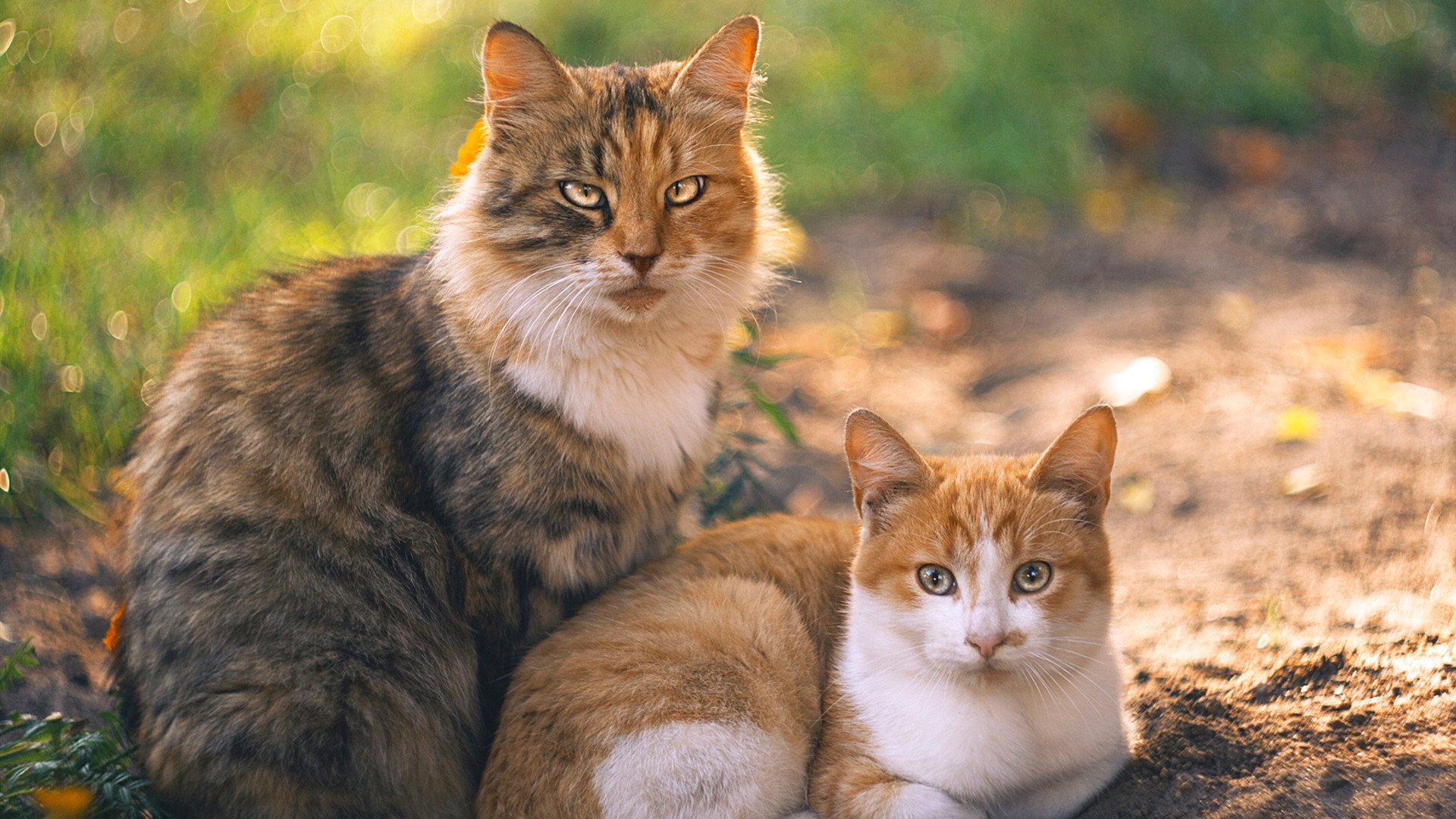 绿茵上的太阳与仙人掌,当萨拉赫完成自我救赎