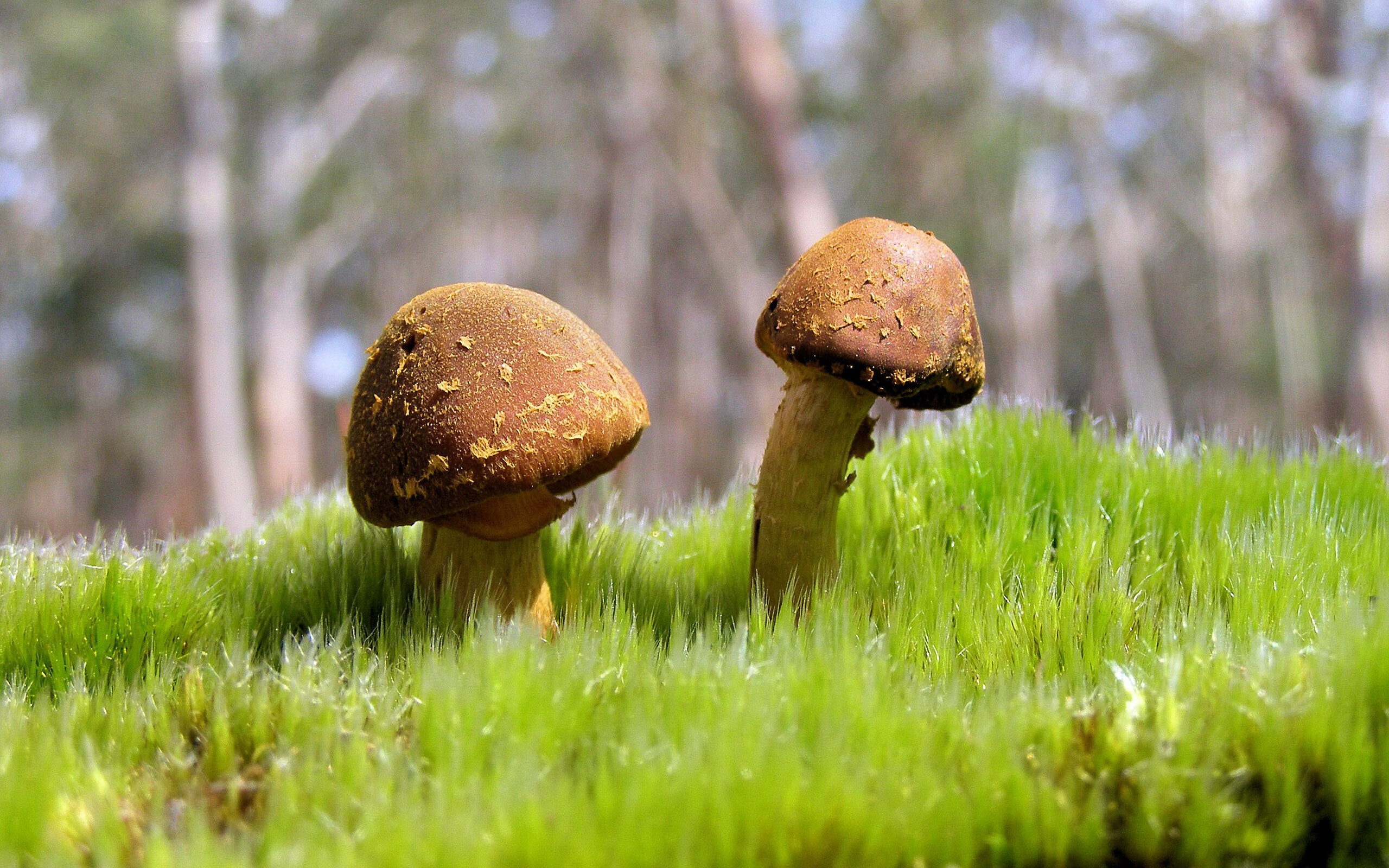 紫金军团末节风暴！湖人决胜局逆转带走北京队，戈贝尔封盖超张伯伦创里程碑