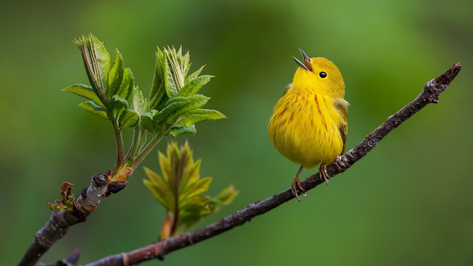 阿尔瓦雷斯证明巨星价值，加纳上演逆转好戏