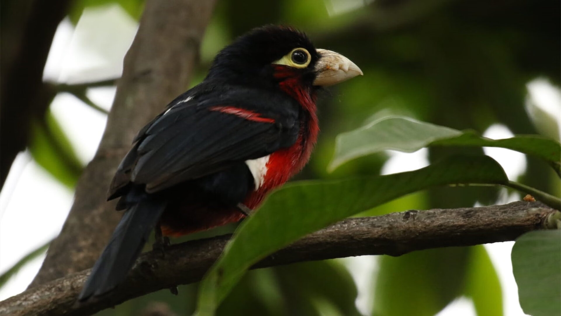 圣城暴雨，当马刺的冰雨浇灭菲尼克斯的太阳